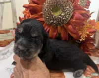 Glory, a female Miniature Dachshund for sale in Perkins, OK – 2 of 10