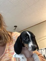 Cory , a male Miniature Dachshund for sale in Perkins, OK – 6 of 8