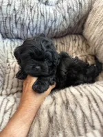 Freddy, a male Shihpoo for sale in Perkins, OK – 8 of 9