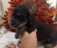 Glory, a female Miniature Dachshund for sale in Perkins, OK – 3 of 10
