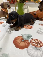 Chanel , a female Miniature Dachshund for sale in Perkins, OK – 5 of 6