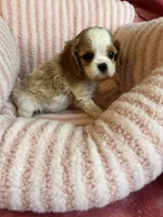 Marley, a female Cavalier King Charles Spaniel for sale in Perkins, OK – Photo 3 of 9