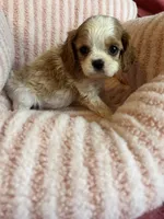 Marley, a female Cavalier King Charles Spaniel for sale in Perkins, OK – Photo 8 of 9