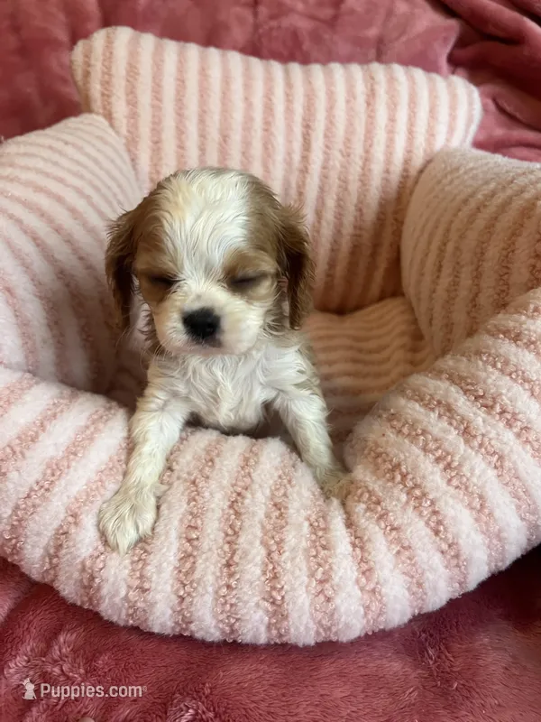 Marley, a female Cavalier King Charles Spaniel for sale in Perkins, OK – Photo 1 of 9