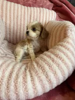 Marley, a female Cavalier King Charles Spaniel for sale in Perkins, OK – Photo 7 of 9