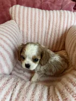 Marley, a female Cavalier King Charles Spaniel for sale in Perkins, OK – Photo 9 of 9