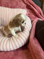 Marley, a female Cavalier King Charles Spaniel for sale in Perkins, OK – Photo 6 of 9
