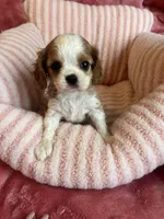 Marley, a female Cavalier King Charles Spaniel for sale in Perkins, OK – Photo 2 of 9