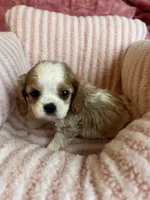 Marley, a female Cavalier King Charles Spaniel for sale in Perkins, OK – Photo 5 of 9
