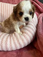 Marley, a female Cavalier King Charles Spaniel for sale in Perkins, OK – Photo 4 of 9