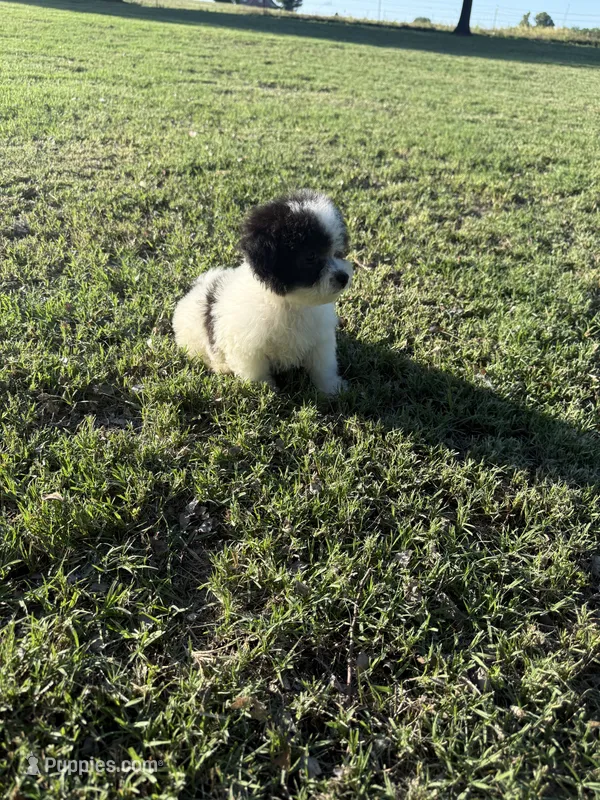 Todd – Bichpoo puppy for sale in Perkins, OK