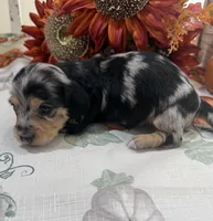 Betsy , a female Miniature Dachshund for sale in Perkins, OK – 6 of 10