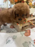 Zion , a male Cavapoo for sale in Perkins, OK – 5 of 9