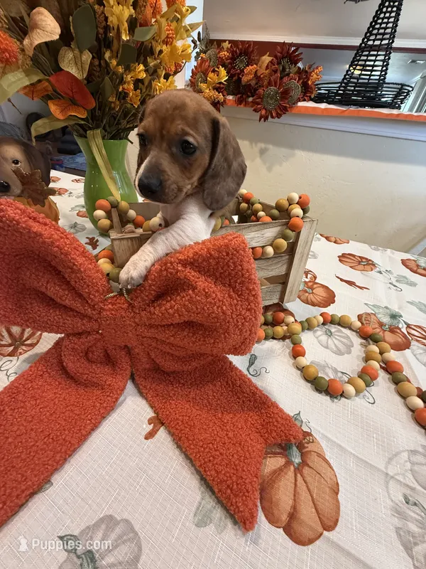 Reba – Miniature Dachshund puppy for sale in Perkins, OK