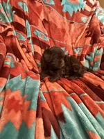Louie , a male Shihpoo for sale in Perkins, OK – 4 of 9