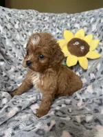 Rosie, a female Cavapoo for sale in Perkins, OK – Photo 2 of 8