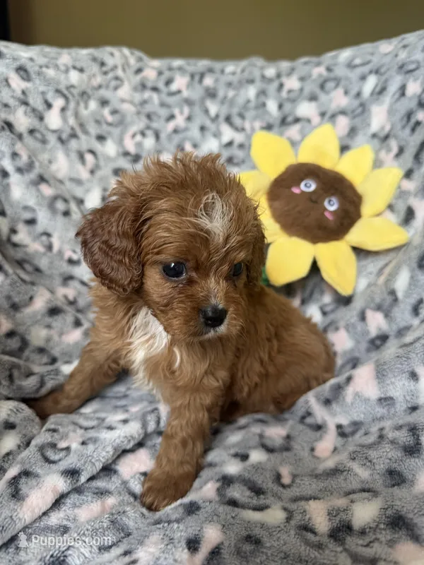 Rosie, a female Cavapoo for sale in Perkins, OK – Photo 1 of 8