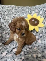 Rosie, a female Cavapoo for sale in Perkins, OK – Photo 1 of 8