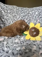 Rosie, a female Cavapoo for sale in Perkins, OK – Photo 5 of 8