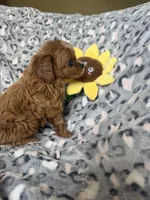 Rosie, a female Cavapoo for sale in Perkins, OK – Photo 6 of 8