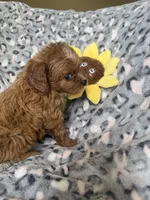 Rosie, a female Cavapoo for sale in Perkins, OK – Photo 4 of 8