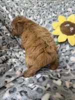 Rosie, a female Cavapoo for sale in Perkins, OK – Photo 7 of 8