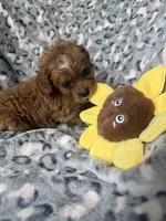 Rosie, a female Cavapoo for sale in Perkins, OK – Photo 3 of 8