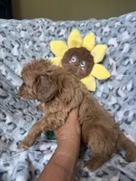 Rosie, a female Cavapoo for sale in Perkins, OK – Photo 8 of 8