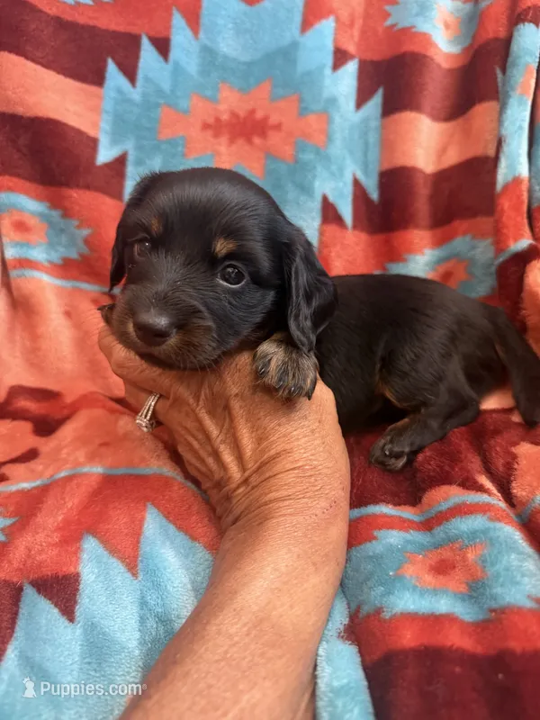Sandy  – Miniature Dachshund puppy for sale in Perkins, OK