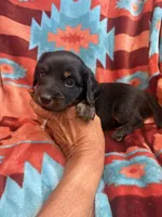 Sandy , a female Miniature Dachshund for sale in Perkins, OK – 1 of 9