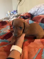 Lily , a female Miniature Dachshund for sale in Perkins, OK – Photo 9 of 10