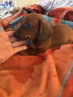 Lily , a female Miniature Dachshund for sale in Perkins, OK – Photo 10 of 10
