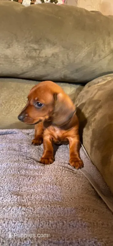 Lily  – Miniature Dachshund puppy for sale in Perkins, OK