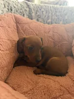 Lily , a female Miniature Dachshund for sale in Perkins, OK – Photo 5 of 10