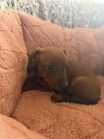 Lily , a female Miniature Dachshund for sale in Perkins, OK – Photo 6 of 10