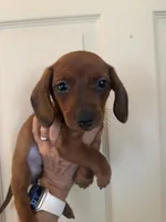 Lily , a female Miniature Dachshund for sale in Perkins, OK – Photo 7 of 10