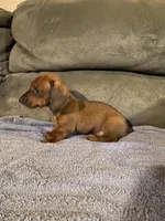 Lily , a female Miniature Dachshund for sale in Perkins, OK – Photo 4 of 10