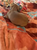 Lily , a female Miniature Dachshund for sale in Perkins, OK – Photo 8 of 10