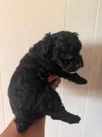 Coco, a female Poodle - Toy  for sale in Perkins, OK – Photo 3 of 9