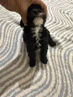 Coco, a female Poodle - Toy  for sale in Perkins, OK – Photo 4 of 9