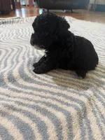 Coco, a female Poodle - Toy  for sale in Perkins, OK – Photo 6 of 9