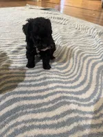 Coco, a female Poodle - Toy  for sale in Perkins, OK – Photo 9 of 9