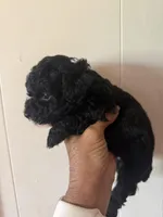 Coco, a female Poodle - Toy  for sale in Perkins, OK – Photo 2 of 9