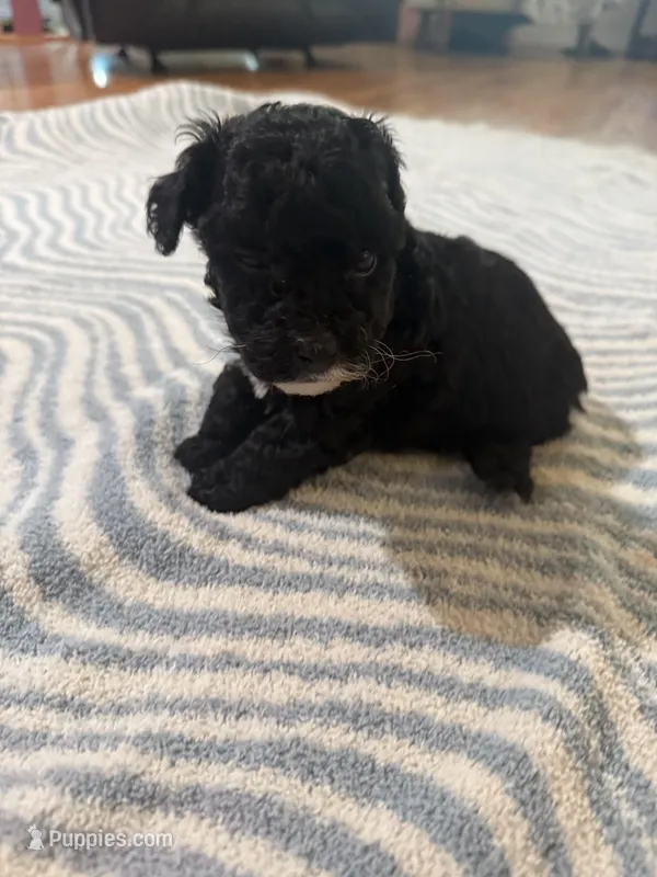 Coco – Poodle - Toy  puppy for sale in Perkins, OK