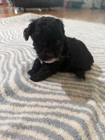 Coco, a female Poodle - Toy  for sale in Perkins, OK – Photo 1 of 9
