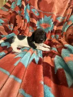 Sammie , a female Miniature Dachshund for sale in Perkins, OK – 6 of 8