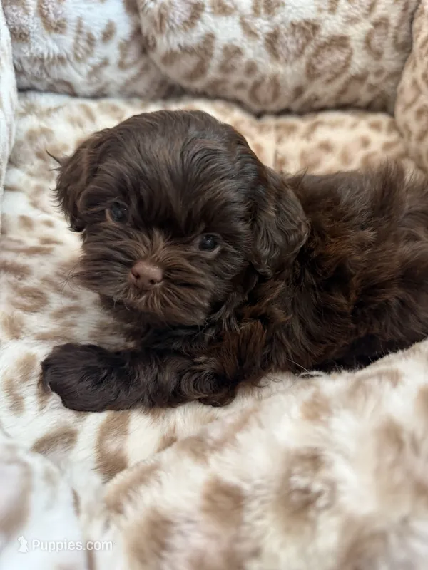 Chewy  – Shihpoo puppy for sale in Perkins, OK
