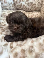 Chewy , a male Shihpoo for sale in Perkins, OK – 1 of 9