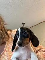 Cory , a male Miniature Dachshund for sale in Perkins, OK – 2 of 8