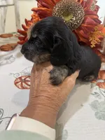 Glory, a female Miniature Dachshund for sale in Perkins, OK – 10 of 10
